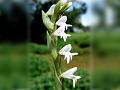 Toothbrush Orchid